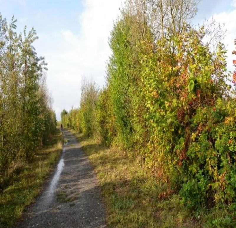 Albret Communaute plantation haie